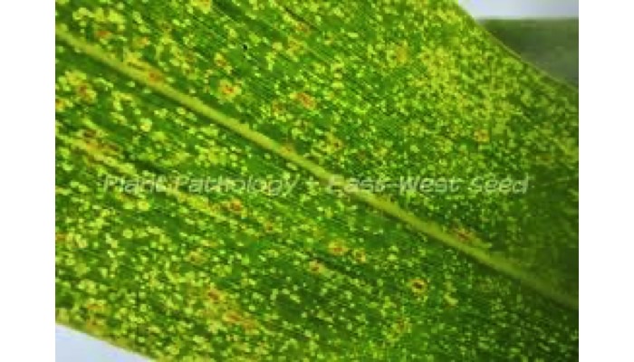 Curvularia Leaf Spot