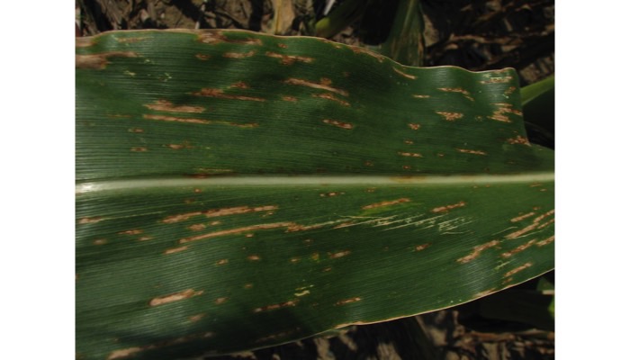 Northern Corn Leaf Spot - Bipolaris