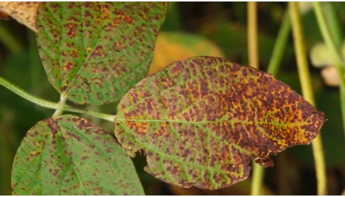 Cercospora Blight and Leaf Spot, Purple Seed Stain
