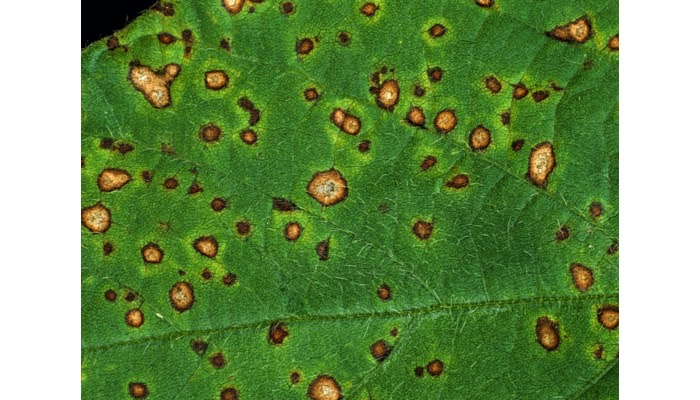 Frogeye Leaf Spot