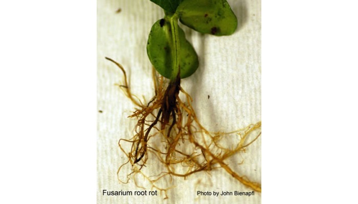 Fusarium Seed Rot, Seedling Blight