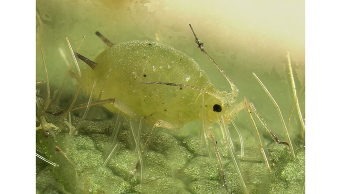 aphid spp.