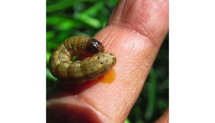 Armyworm (including Fall Armyworms)
