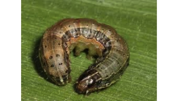armyworm spp