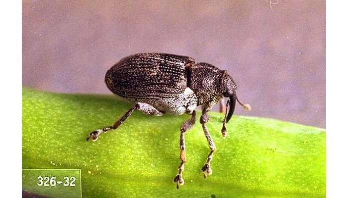 Cabbage Seedpod Weevil
