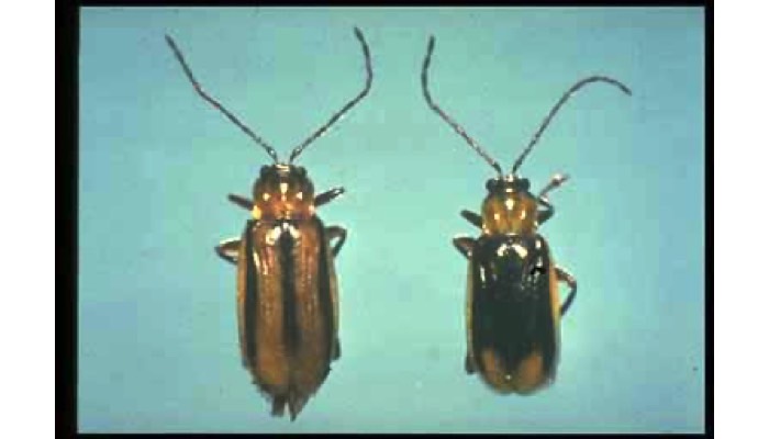 Corn Rootworm Adult (Beetle)