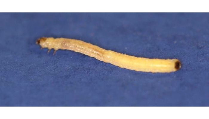 Corn Rootworm Larvae, Southern
