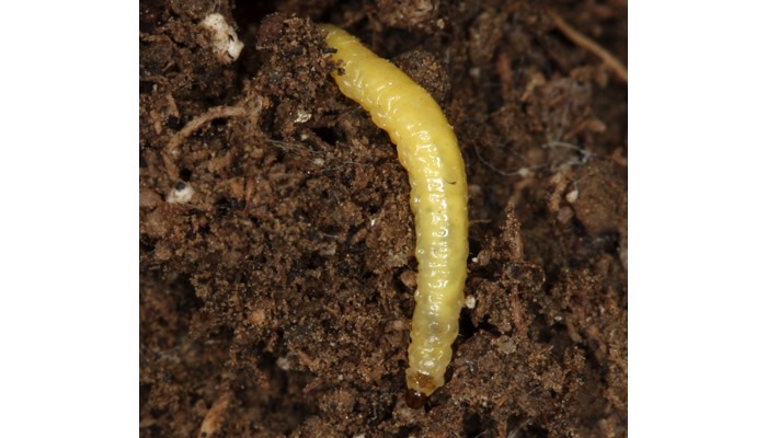 Corn Rootworm Larvae, Western