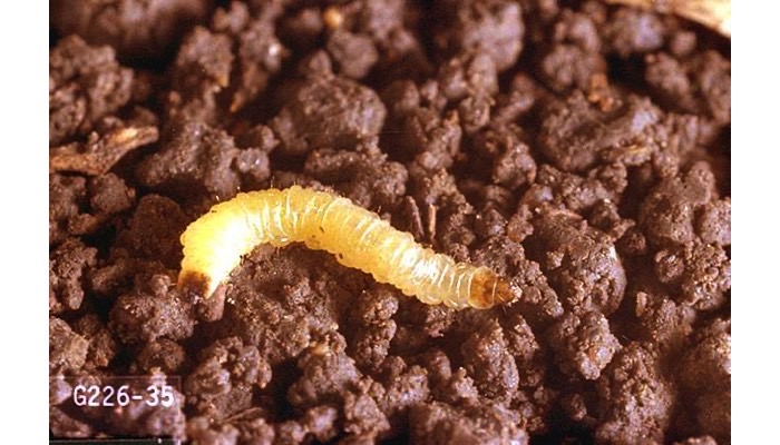 Corn Rootworm Larvae