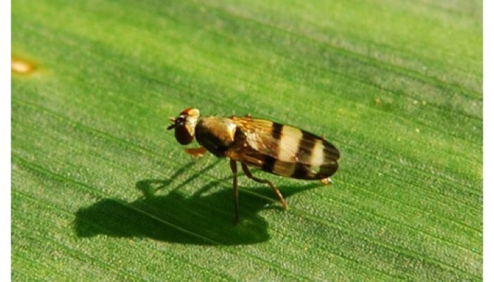 Corn Silkfly (Adult)