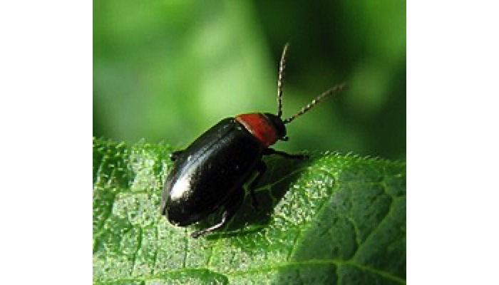 Flea Beetle Adult