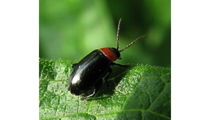 flea beetle spp.