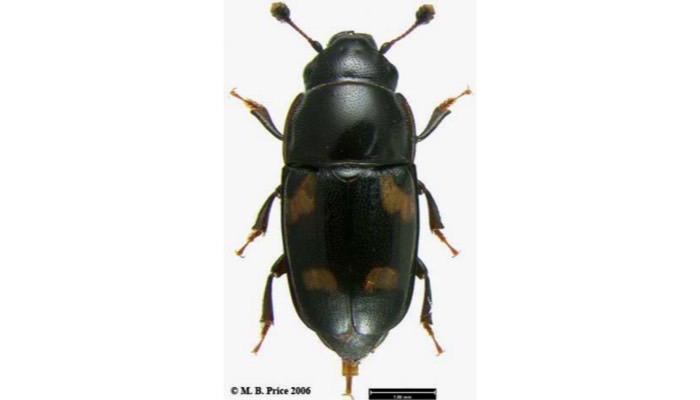 sap beetle (adult)