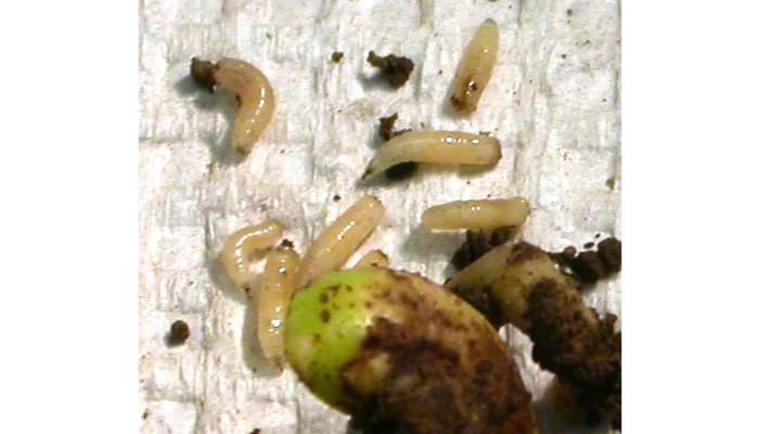 seedcotton maggot