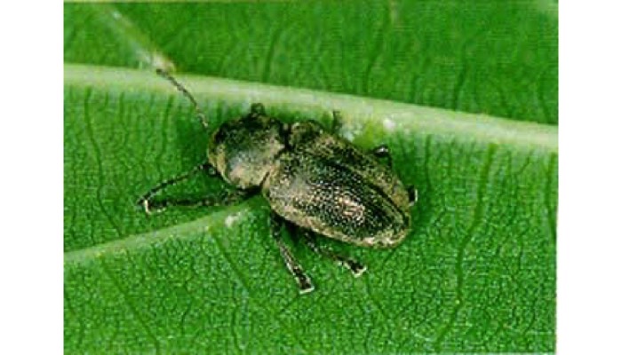 Southern Corn Leaf Beetle