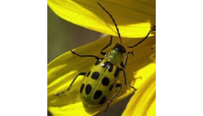 Southern Corn Rootworm Beetle (adult)