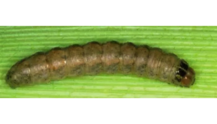 western bean cutworm