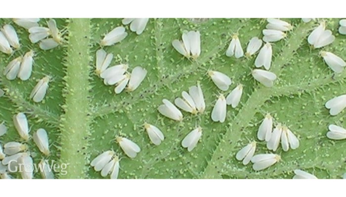 Whitefly (adult)