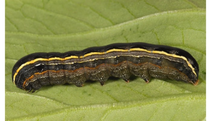yellowstriped armyworm