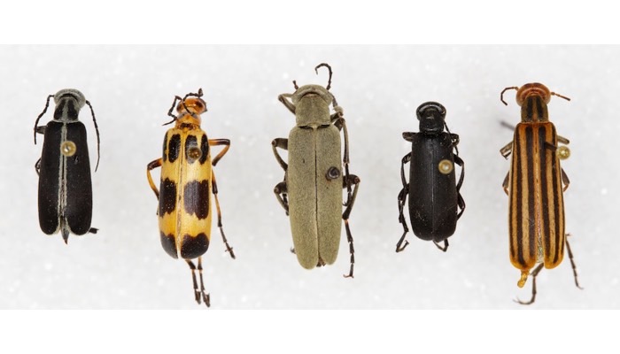 Blister Beetle Species