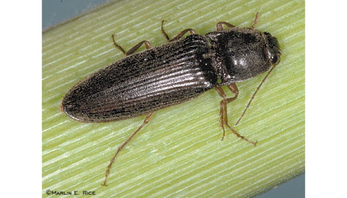 Click Beetle (Adult)