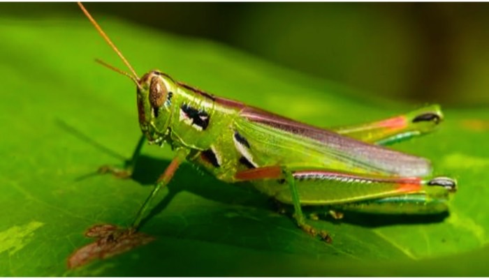 Grasshopper spp