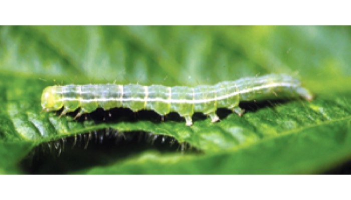 Green Cloverworm