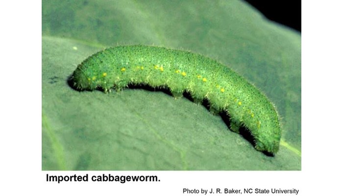 Imported Cabbageworm
