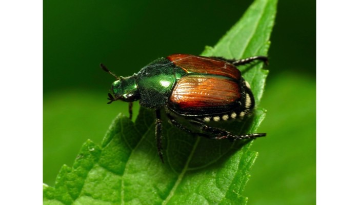 Japanese Beetle Adult