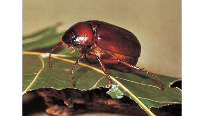 June Beetle (Adult)