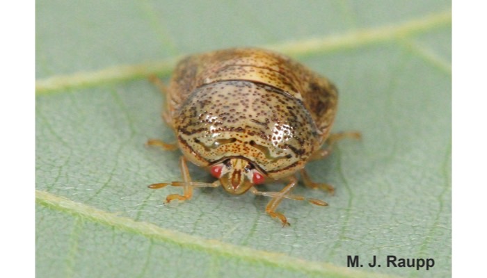 Kudzu Bug (aka bean Plataspid)