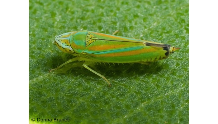 Leafhopper spp