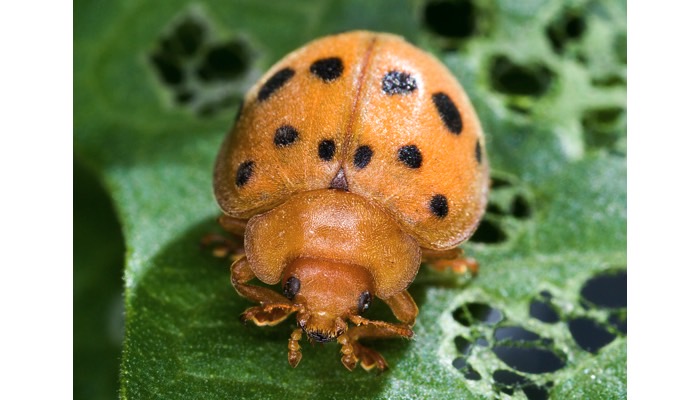 Mexican Bean Beetle Adult