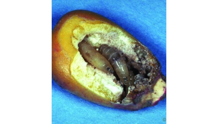 Seedcorn Maggot Adult