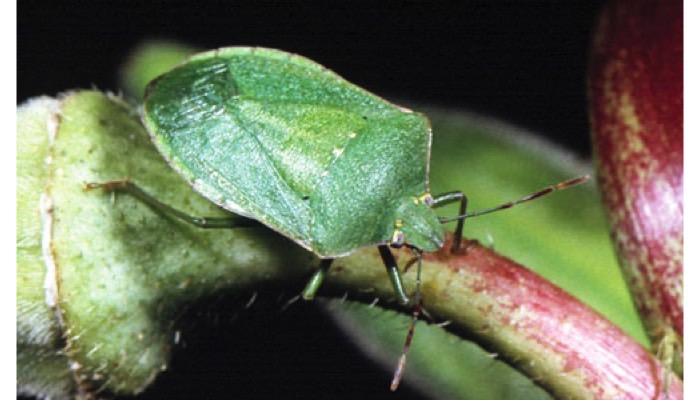 Southern green stink bug