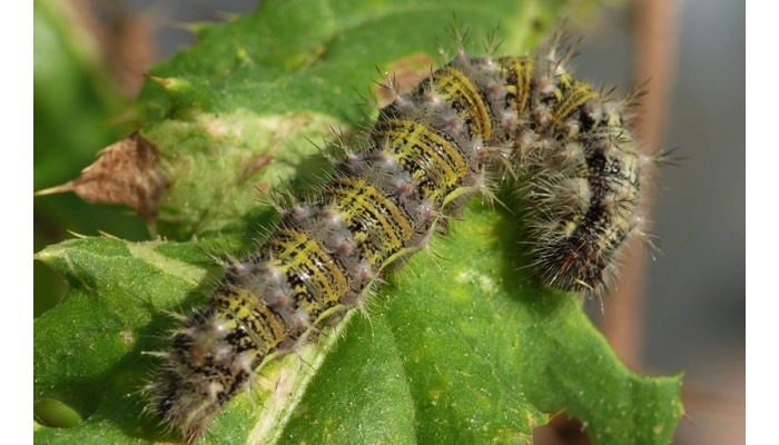 Painted Lady (Thistle) Caterpillar