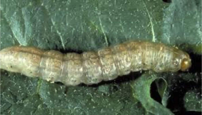 Pale Western Cutworm