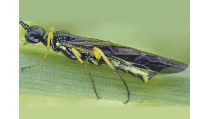 Wheat Stem Sawfly (adult)