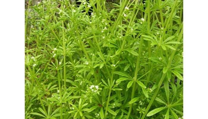 Catchweed bedstraw (cleavers)