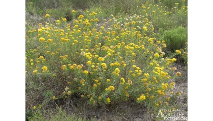 Goldenweed, Common