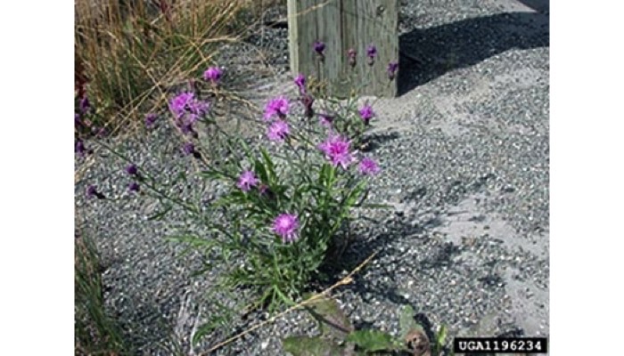 Knapweed, Spotted