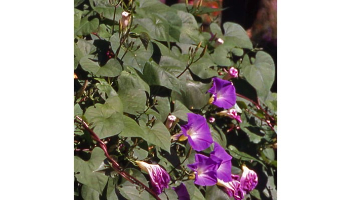 Morningglory, annual (Ipomoea spp) / Bindweed