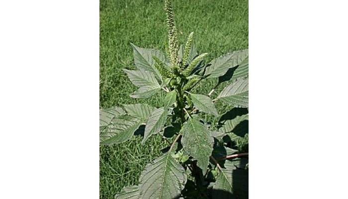 Pigweed, Palmer*