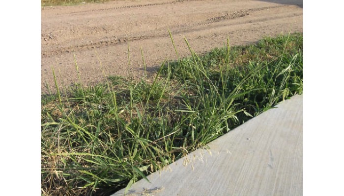 Prairie Cupgrass