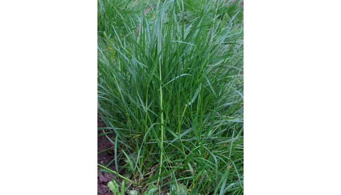 Ryegrass species*