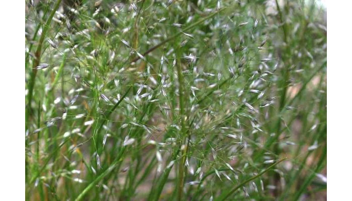 Silver Hairgrass