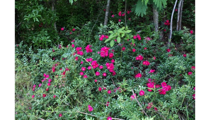 Southern Wild Rose