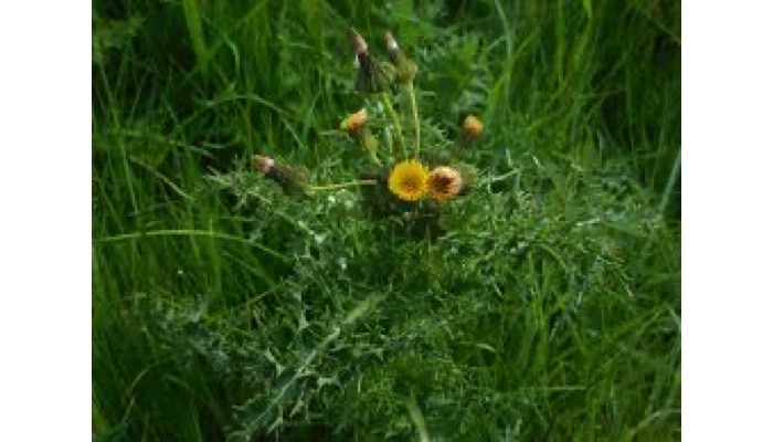Sowthistle, spiny