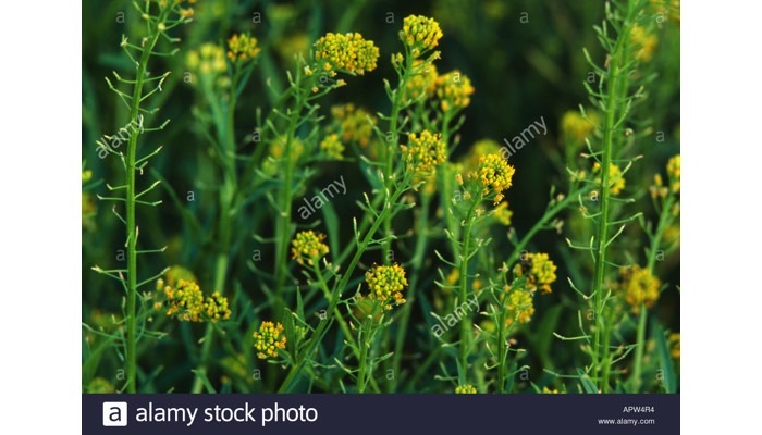 Treacle Mustard (brushy wallflower)