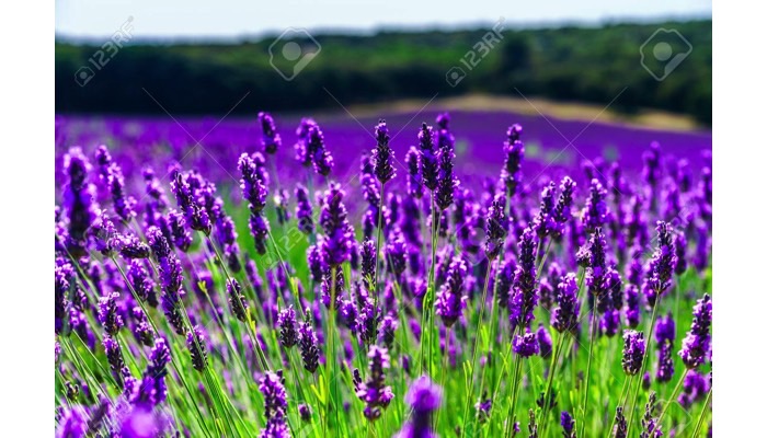 Violet, field